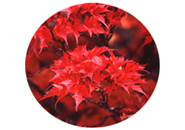ミネカエデの紅葉