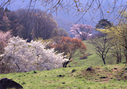 西蔵王高原　早春の萌