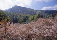 蔵王中央高原　ミネザクラ