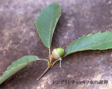 ドングリとチョッキリ虫の産卵