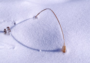 ススキのアーチの陰、柔らかな初雪を連想