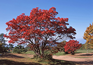 蔵王坊平高原 ナナカマドの紅葉