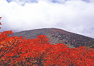 三宝荒神山。真赤にもえるサラサドウタン