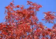 真赤にもえるナナカマドの紅葉とその実
