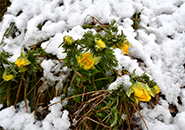 晩雪の寒さに耐え輝く福寿草 3月27日