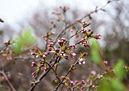 5月24日 地蔵尊付近に咲くミネザクラ