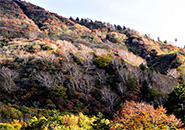 三宝荒神山北壁・ダケカンバ白銀のキラメキ