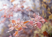 紅葉した葉や梢に彩を添える霜模様