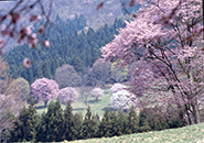 西蔵王高原に咲くオオヤマザクラ