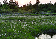 イロハ沼湿原に咲く夕暮れのワタスゲ