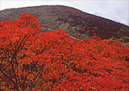 三宝荒神山頂上付近のベニサラサドウタン