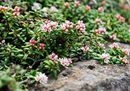 ミネズオウ 白花が多く生息範囲広い