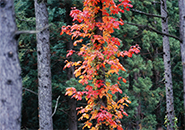 ツタウルシ 秋にはいち早く美しい蔓が樹に絡まり登る。肌に触れるとかぶれる。