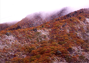 蔵王中腹　紅葉に初雪降る