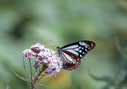 ヒヨドリソウの蜜を吸うアサギマダラ