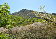 高く聳える三宝荒神山（1,447ｍ）残雪拳雪