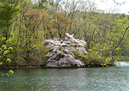 湖畔に咲くミネザクラ