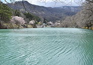 （2）盃湖の畔とオオヤマザクラ