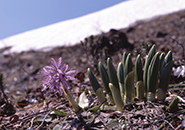 （3）地蔵山に咲くショウジョバカマ