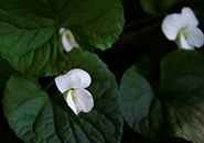 盃湖の畔に咲いていた植物