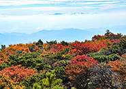 紅サラサドウタン