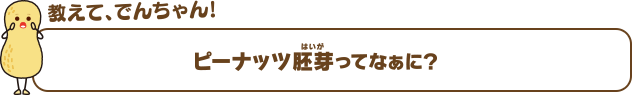 教えて、でんちゃん！ピーナッツ胚芽ってなぁに？