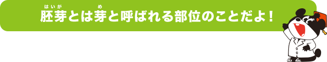 胚芽とは芽と呼ばれる部位のことだよ！