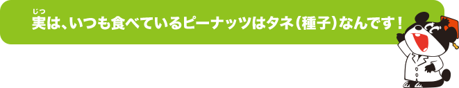 実は、いつも食べているピーナッツはタネ（種子）なんです！