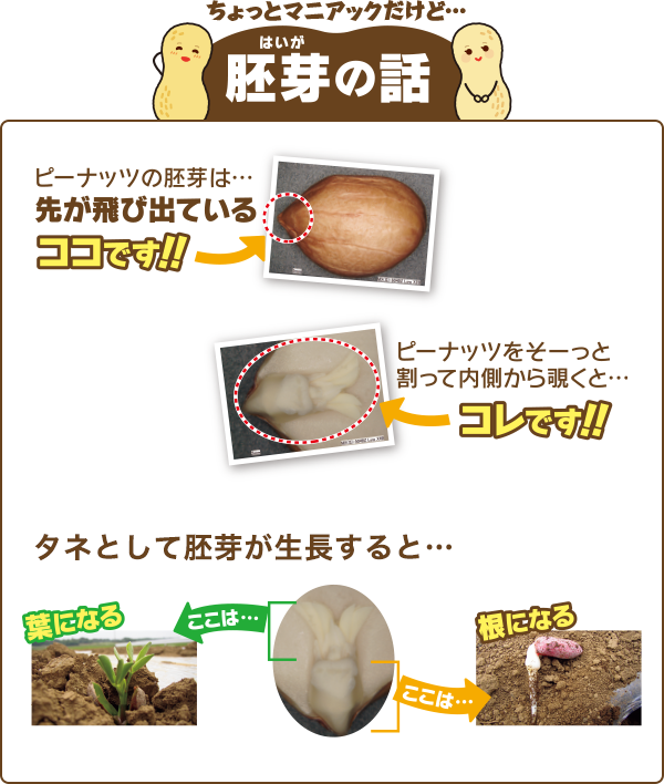 お楽しみコンテンツ：ピーナッツ胚芽ってなぁに？ | でん六